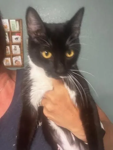 An adult medium-sized female Black & White / Tuxedo Domestic Short Hair cat named Sami for adoption in Hutchinson, MN