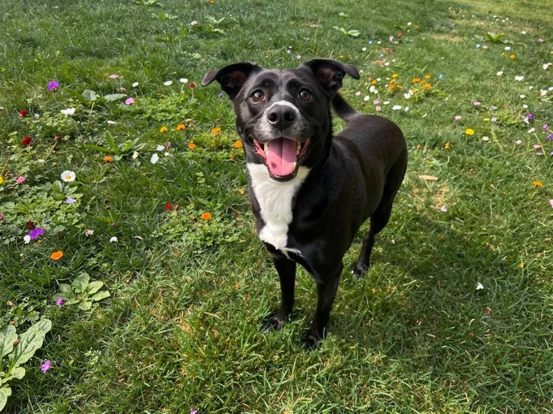An adult medium-sized male Terrier dog named Hatchie for adoption in Sebastian, FL