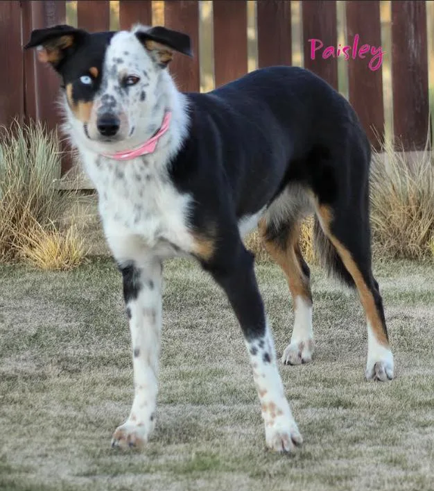 A young small-sized female Australian Shepherd dog named Paisley In Tx for adoption in Cranston, RI
