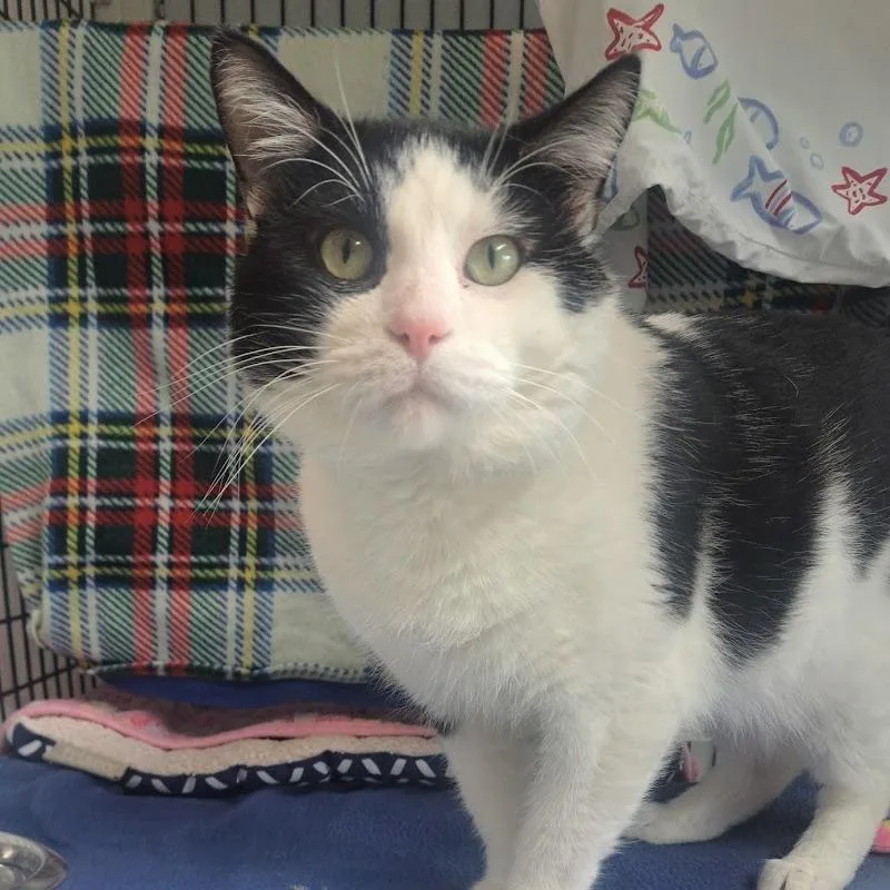 An adult large-sized male White Domestic Short Hair cat named MoonMoon for adoption in Chicago, IL