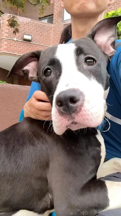 An adult medium-sized female Tricolor (Brown, Black, & White) Mixed Breed dog named Ellie for adoption in New York, NY