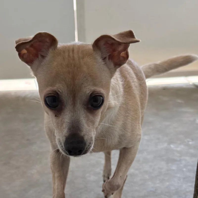 A senior small-sized female White / Cream Chihuahua dog named Dotsy for adoption in Washburn, MO