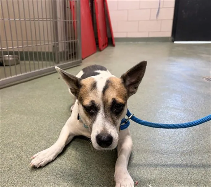An adult small-sized female Mixed Breed dog named Salma for adoption in Santa Fe, NM