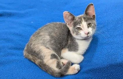 A baby small-sized female Domestic Short Hair cat named Moira Rose for adoption in Westland, MI