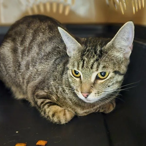 A young medium-sized female Domestic Short Hair cat named Mila for adoption in Oakland, CA