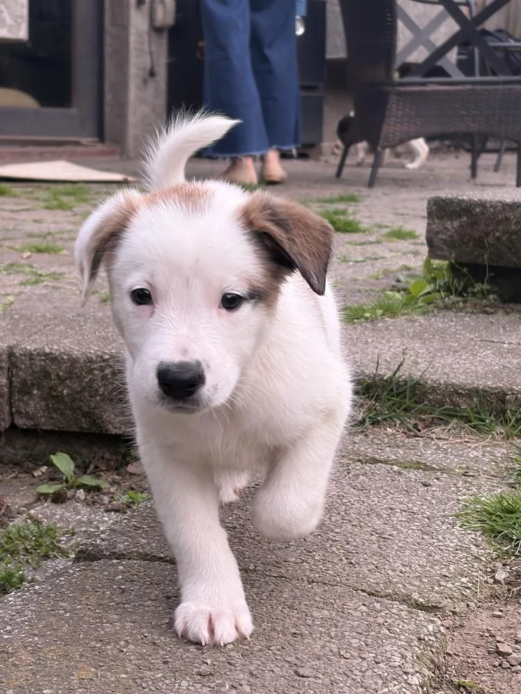 A young large-sized male Mixed Breed dog named Kenneth for adoption in Jefferson Hills, PA