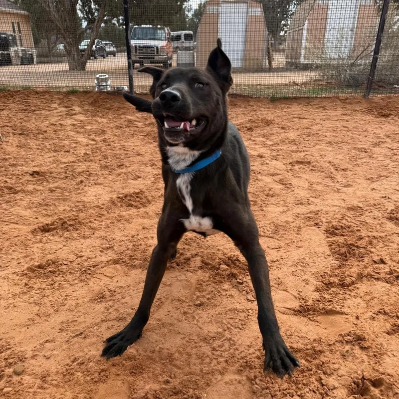An adult medium-sized male Black Labrador Retriever dog named Grugg for adoption in Los Angeles, CA