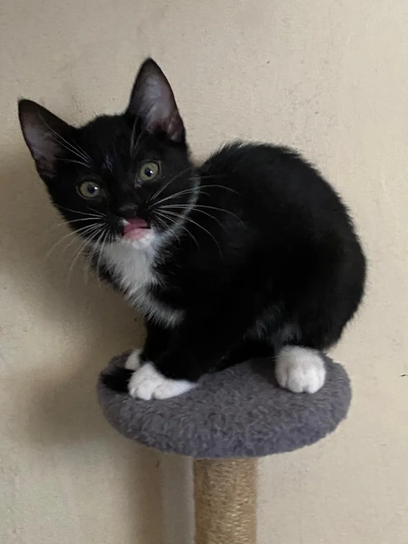 A baby small-sized female Black Domestic Short Hair cat named Frito for adoption in La Jolla, CA