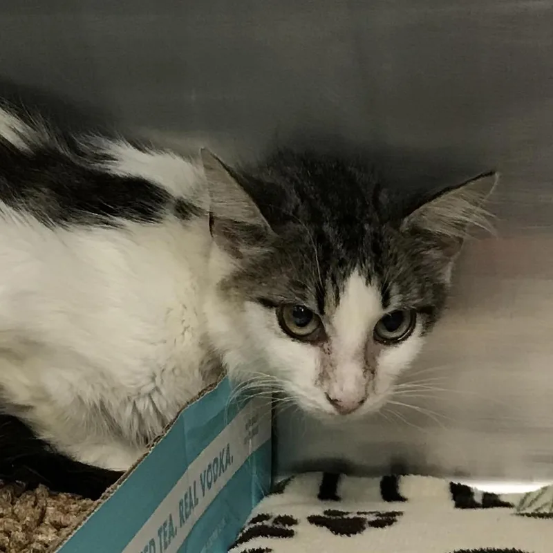 An adult small-sized female Brown / Chocolate Domestic Medium Hair cat named Ethel for adoption in Newark, NJ