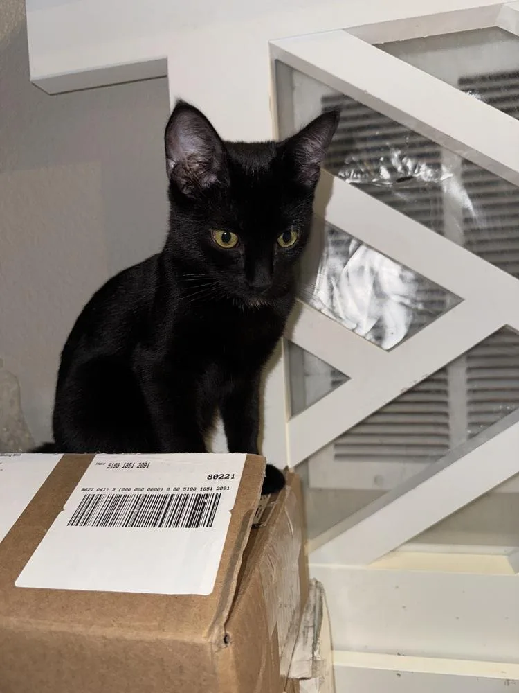 A baby medium-sized female Black & White / Tuxedo Domestic Short Hair cat named Elora for adoption in Lafayette, CO