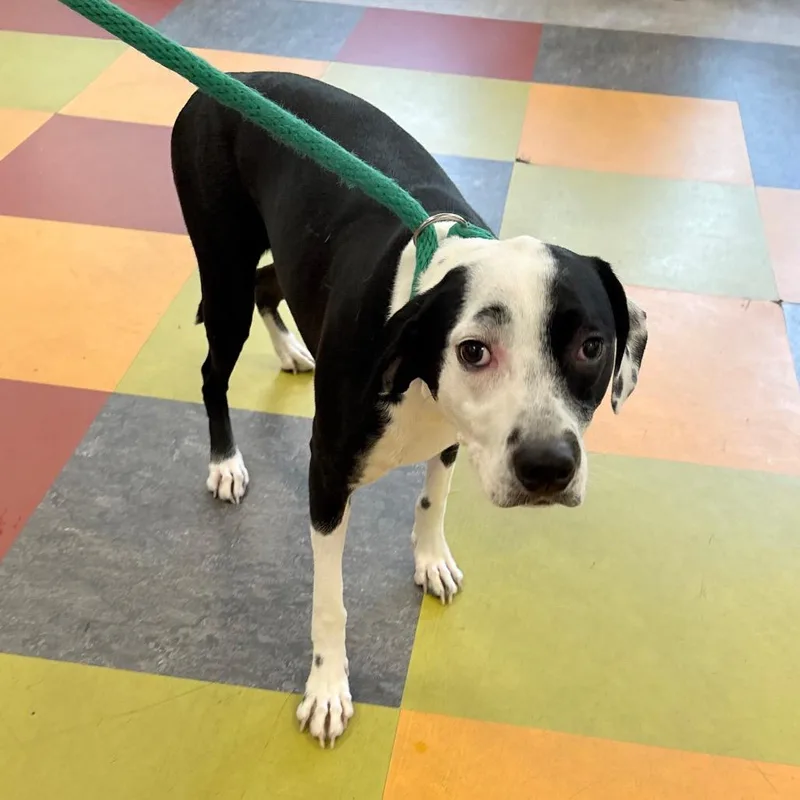 A young medium-sized female Black Mixed Breed dog named Charlie for adoption in Philadelphia, PA