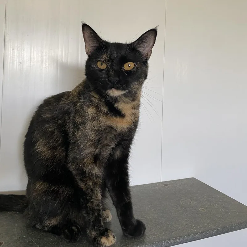 A young medium-sized female Tortoiseshell Domestic Short Hair cat named Bertie for adoption in Green Bay, WI