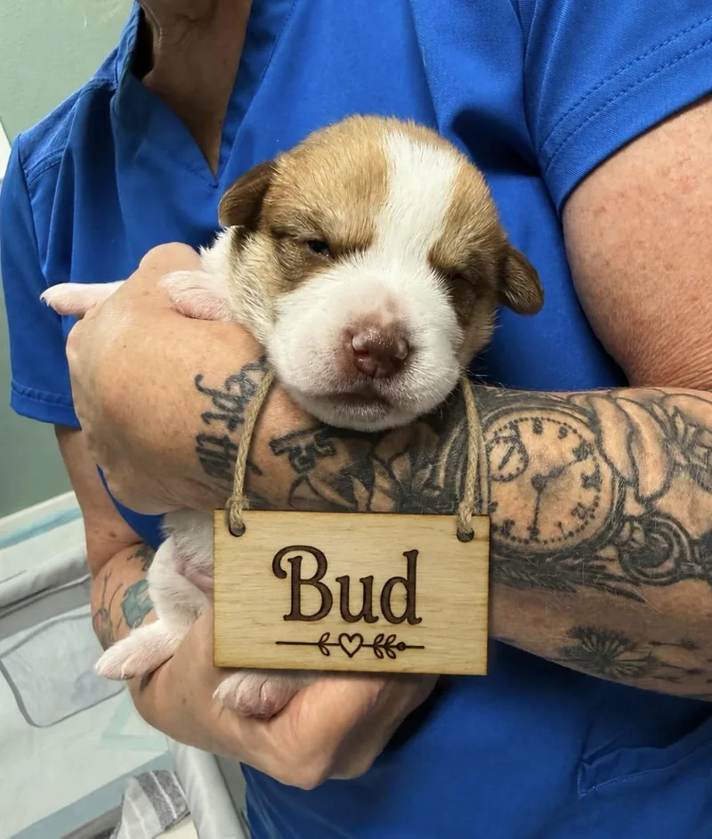 Puppy Bud Ready to