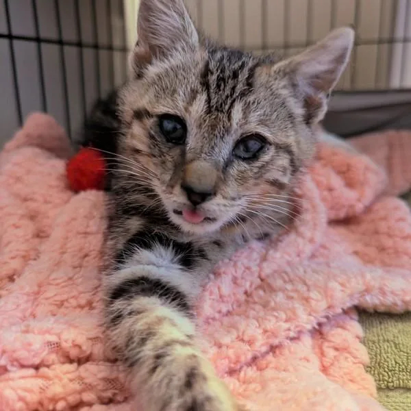 A baby small-sized male Domestic Short Hair cat named Gatsby for adoption in Oakland, CA