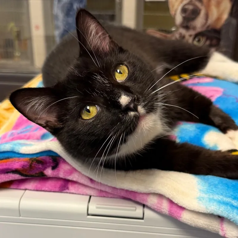 A young medium-sized male Black Domestic Short Hair cat named Gizmo for adoption in Middleburg Heights , OH