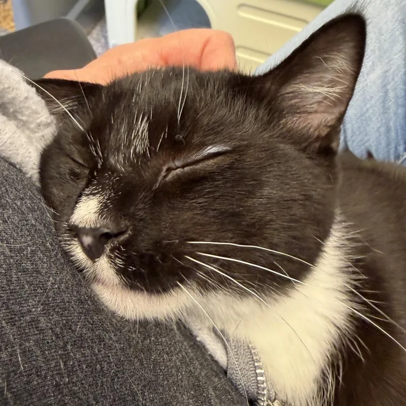 Gizmo thumbnail 4