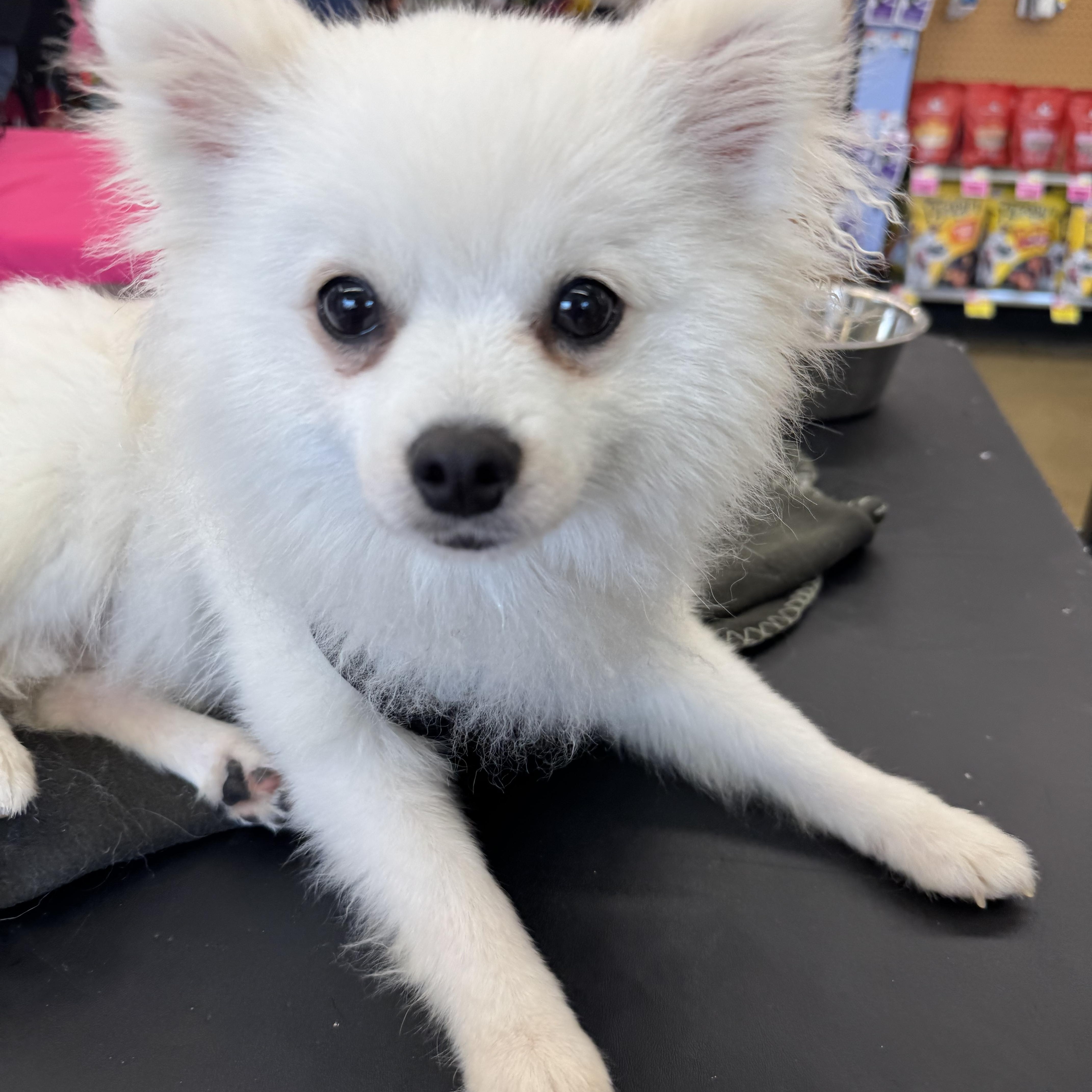 An adult small-sized male White / Cream Pomeranian dog named Nanuk for adoption in Grosse Pointe Park, MI