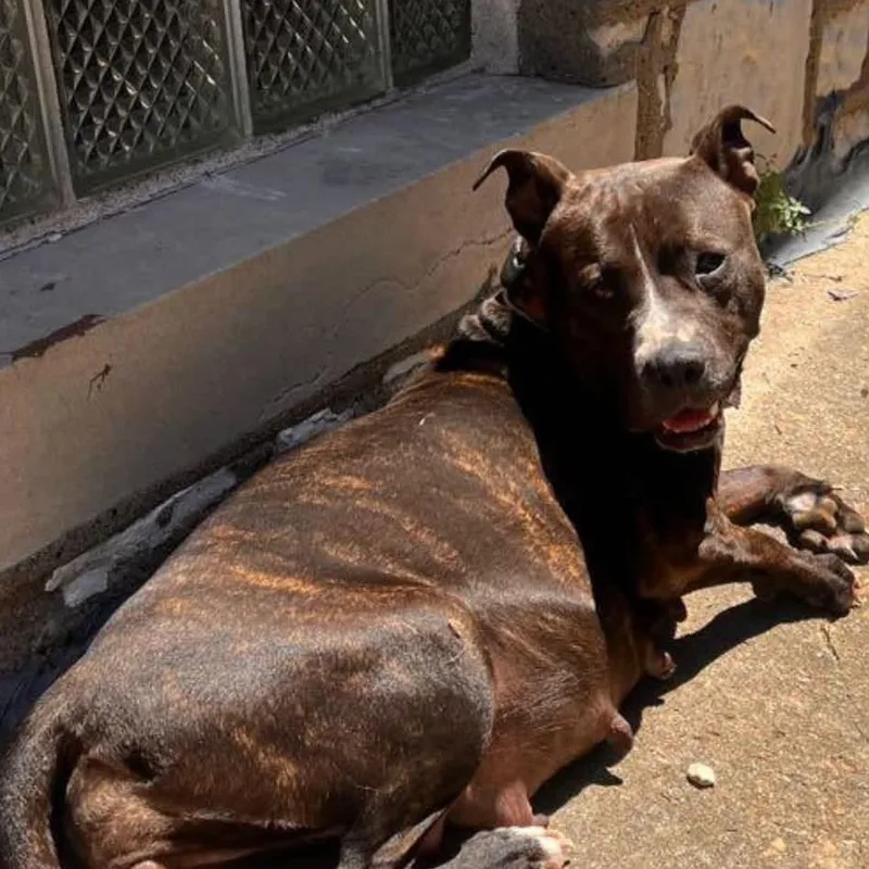 An adult small-sized female Brindle Terrier dog named Divina for adoption in St. Louis, MO