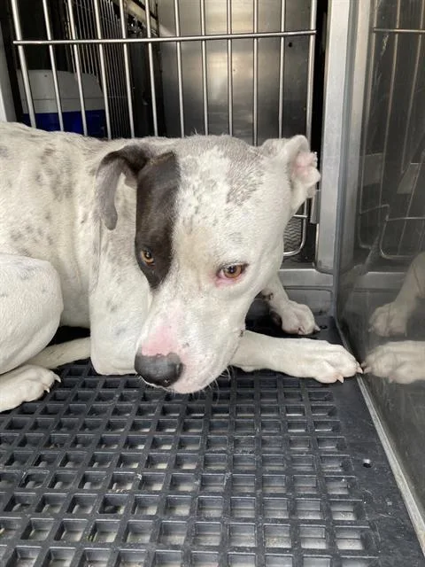 A young medium-sized male Mixed Breed dog named Chuck for adoption in Dallas, TX