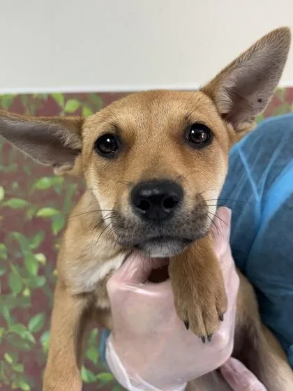 A young small-sized female Shepherd dog named Dawn for adoption in San Antonio, TX