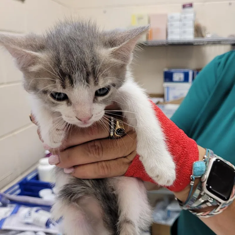 A baby small-sized female Gray / Blue / Silver Domestic Short Hair cat named 66182 for adoption in Lake Panasoffkee, FL