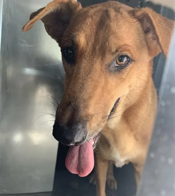 An adult large-sized female German Shepherd Dog dog named Adela for adoption in Corpus Christi, TX