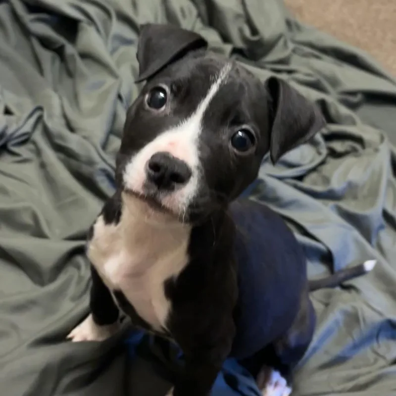A baby small-sized male Black Boston Terrier dog named Little Bill for adoption in Hinesville, GA