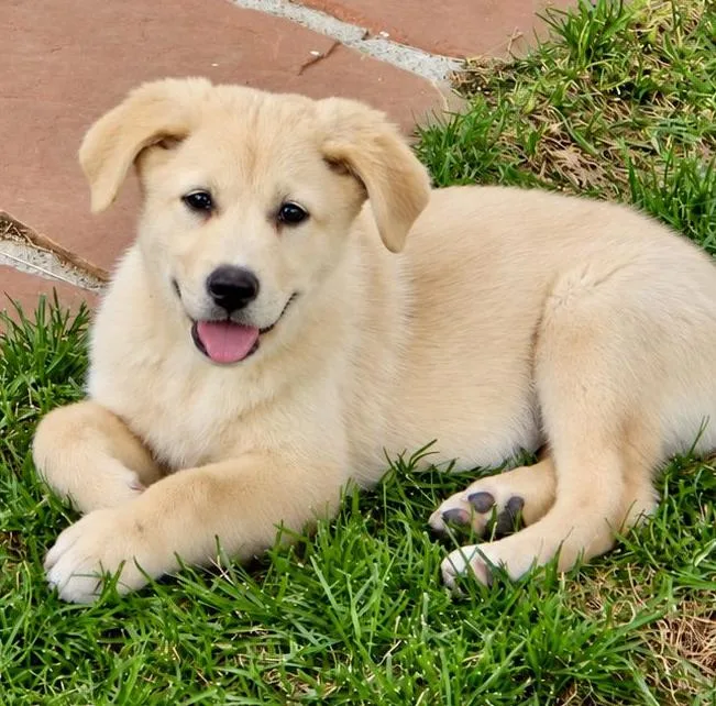 A baby large-sized male Labrador Retriever dog named Stefan for adoption in Mead, CO