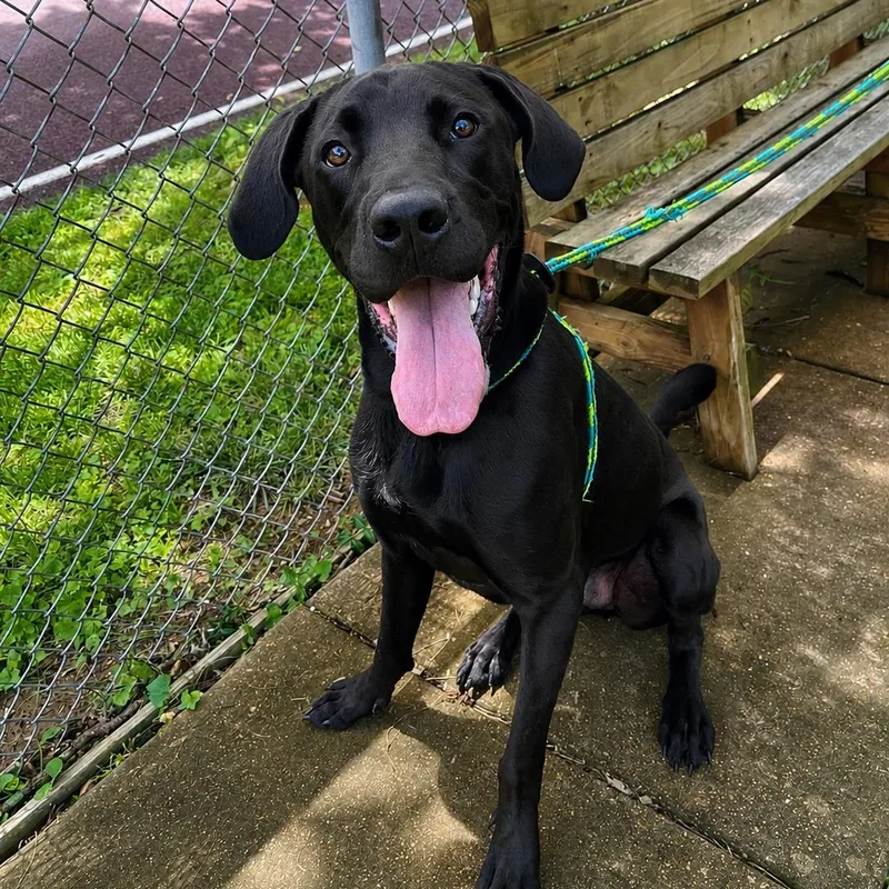 A young extra large-sized male Great Dane dog named Rummy for adoption in House Springs, MO