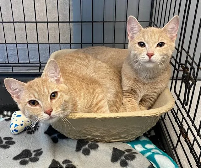 A young medium-sized male Buff / Tan / Fawn Domestic Short Hair cat named Milo & Pooh Bear for adoption in Winchester, KY