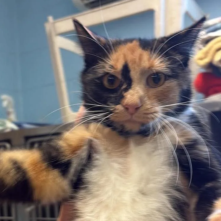 A young medium-sized female Domestic Short Hair cat named Frappe for adoption in Toms Brook, VA
