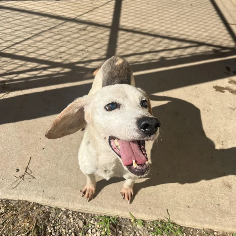 A senior small-sized male Gray / Blue / Silver Mixed Breed dog named Elmer for adoption in Pomeroy, OH