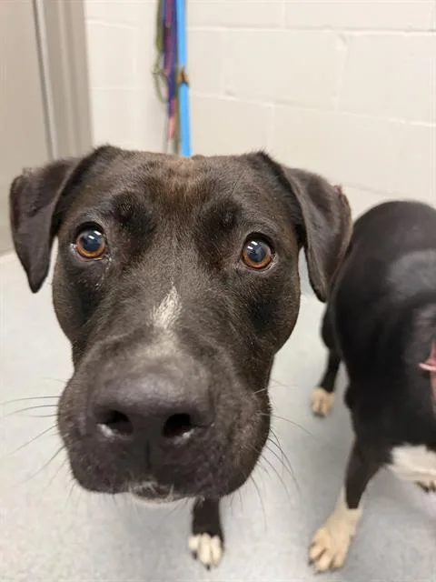 An adult medium-sized male Pit Bull Terrier dog named Diesel for adoption in Indianapolis, IN