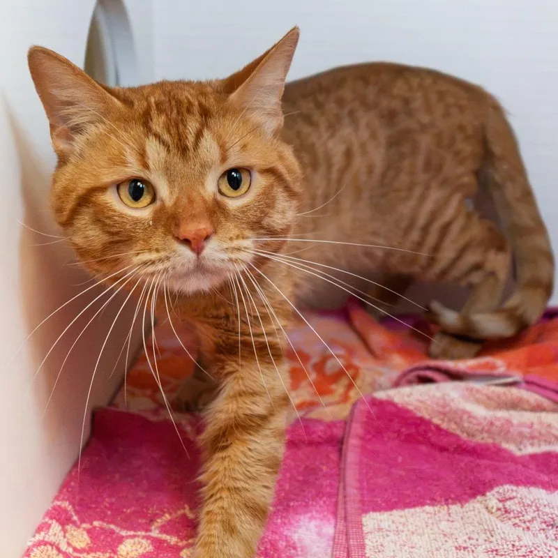 An adult medium-sized male Buff / Tan / Fawn Domestic Short Hair cat named Lumberjack for adoption in South Elgin, IL