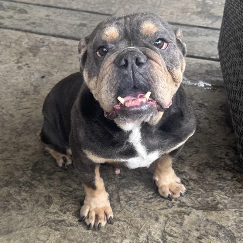 Ms. Goofy Fiona thumbnail 3