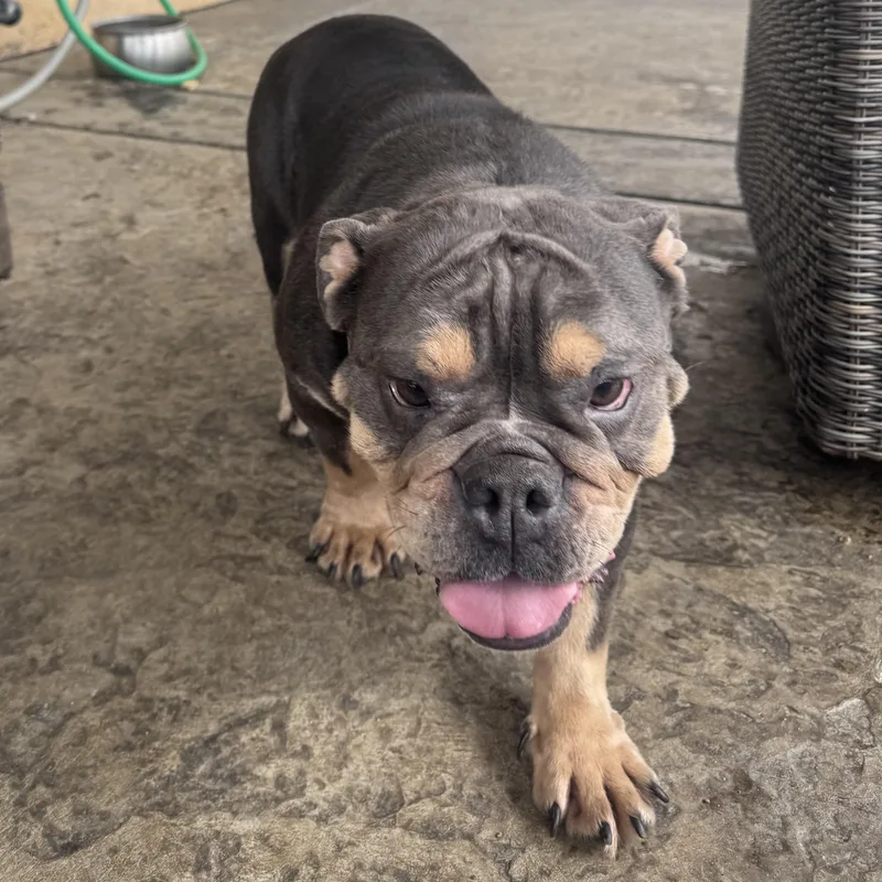 Ms. Goofy Fiona thumbnail 4