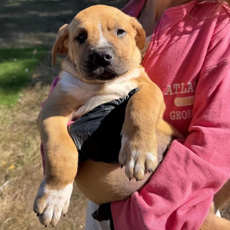 A baby large-sized male Mastiff dog named Jess for adoption in Tacoma, WA
