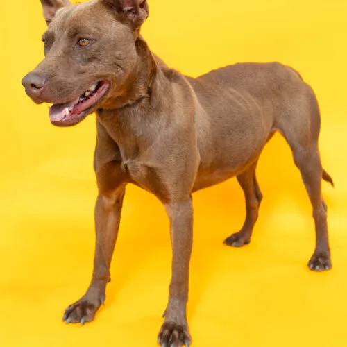 A young medium-sized male Brown / Chocolate American Staffordshire Terrier dog named Chocolate for adoption in Sullivan City, TX