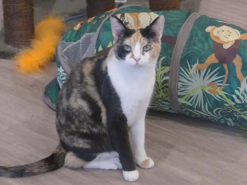 Freckles thumbnail 3