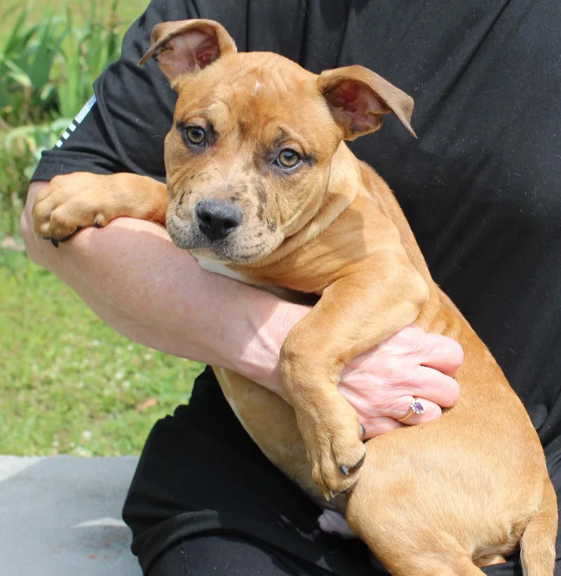 A baby large-sized male American Bulldog dog named Munch for adoption in Prattville, AL