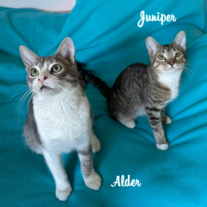Siblings Junipurr  Alder