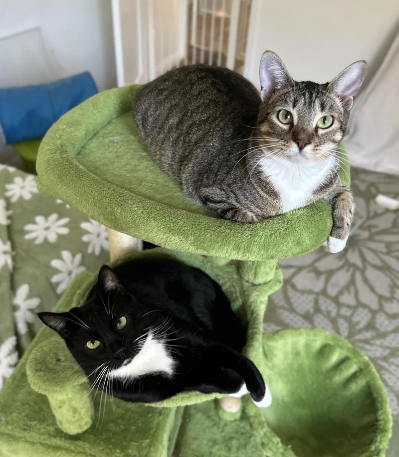 Siblings Junipurr  Alder thumbnail 2