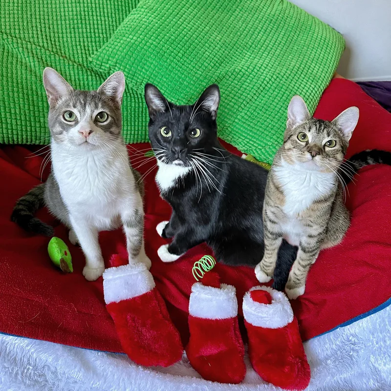 Siblings Junipurr  Alder thumbnail 3