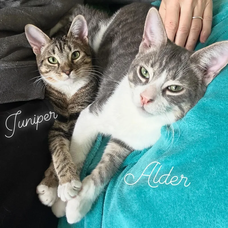 Siblings Junipurr  Alder thumbnail 4