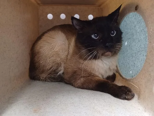 An adult medium-sized male Domestic Long Hair cat named Mitch for adoption in Lancaster, CA
