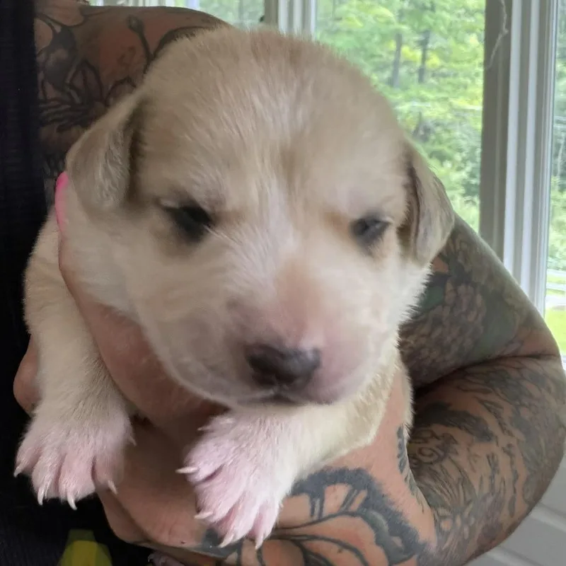A baby medium-sized male White / Cream Yellow Labrador Retriever dog named NY Axel Avail Jul for adoption in Stormville, NY