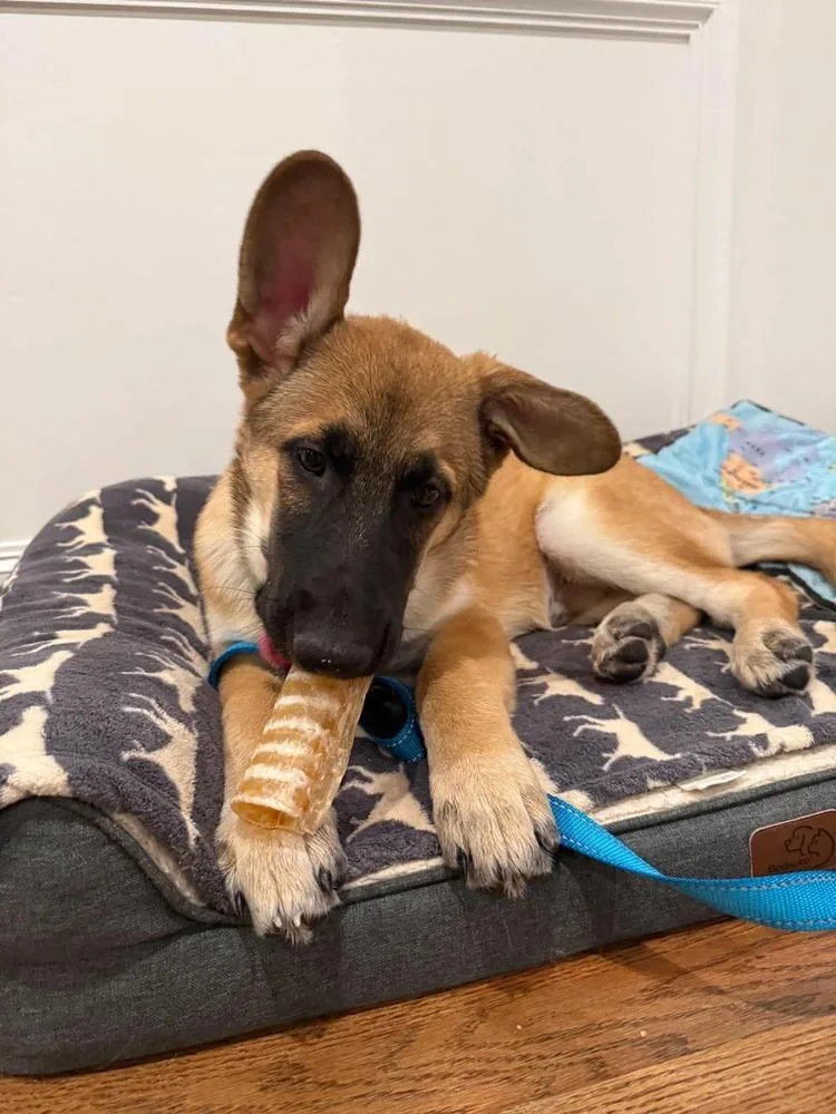 A baby medium-sized male German Shepherd Dog dog named Blue Bear for adoption in Sealy, TX