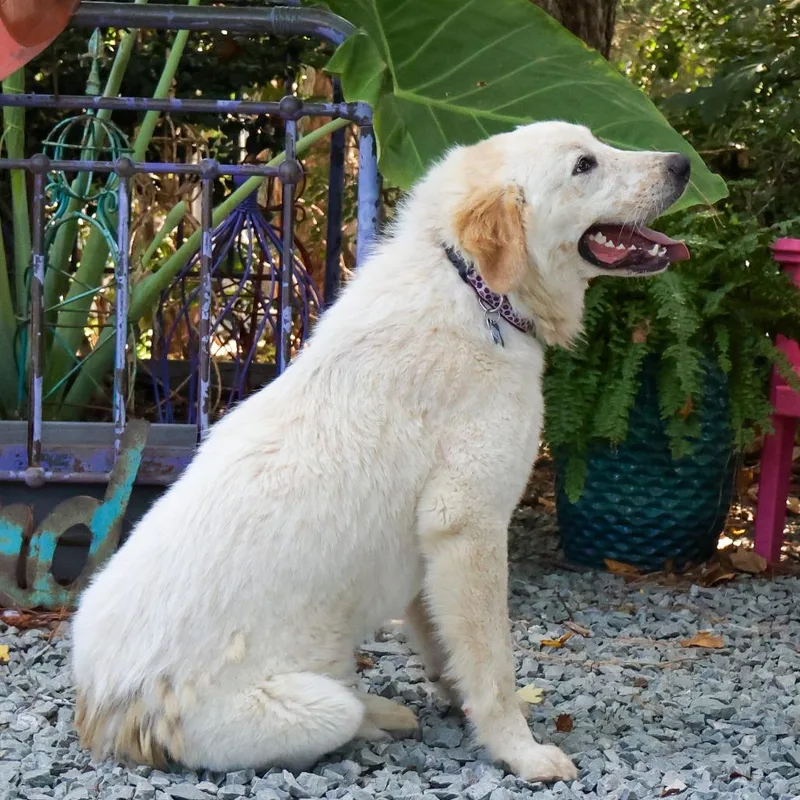 Elvis