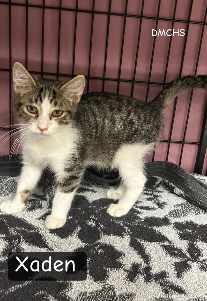 A baby small-sized male Tabby (Gray / Blue / Silver) Domestic Short Hair cat named Xaden for adoption in Burlington, IA