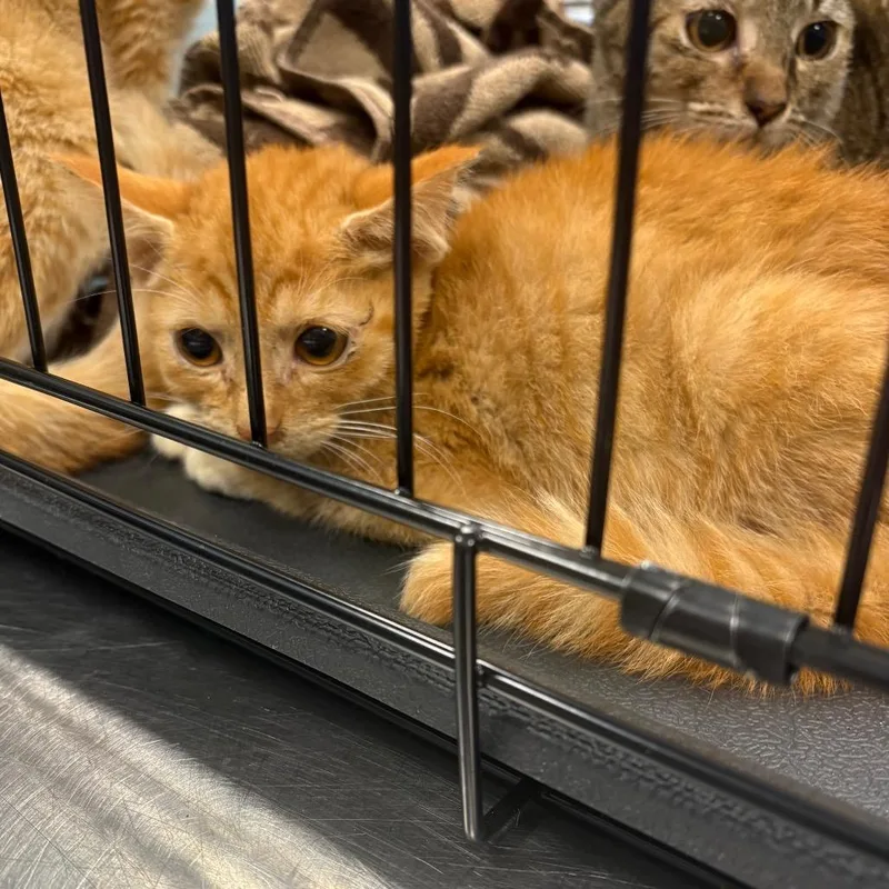 A baby small-sized male Orange / Red Domestic Short Hair cat named Jora for adoption in Greensboro, NC
